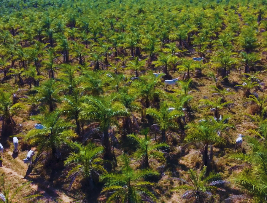 A concretização da cultura da macaúba como uma nova cadeia produtiva do agronegócio brasileiro está em curso para atender a bioeconomia de baixo carbono, de inclusão social e de alta rentabilidade. Como uma única planta poderia atender a tantos objetivos? Essa é a pergunta que o estudo realizado pela Embrapa “A nova cadeia produtiva da macaúba para bioprodutos e descarbonização” tenta responder.