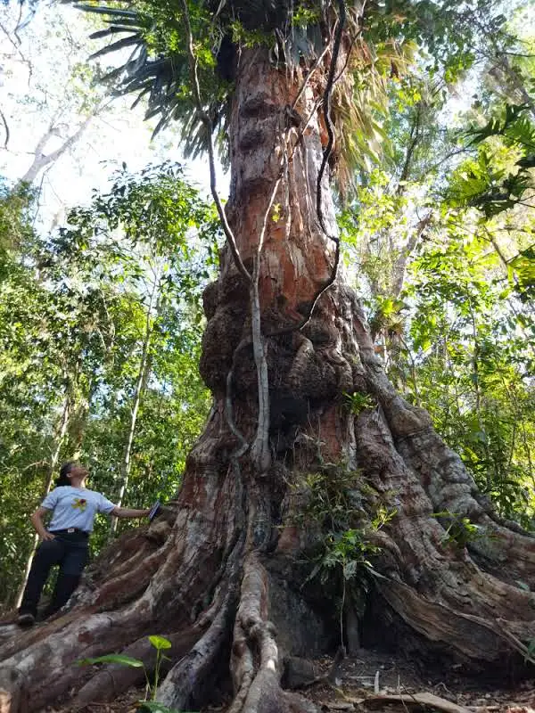 Há cinco séculos eram milhões de paus-brasil na Mata Atlântica em diferentes estágios de desenvolvimento, intocados e respeitados pelos povos originários, seres da natureza como eles próprios.